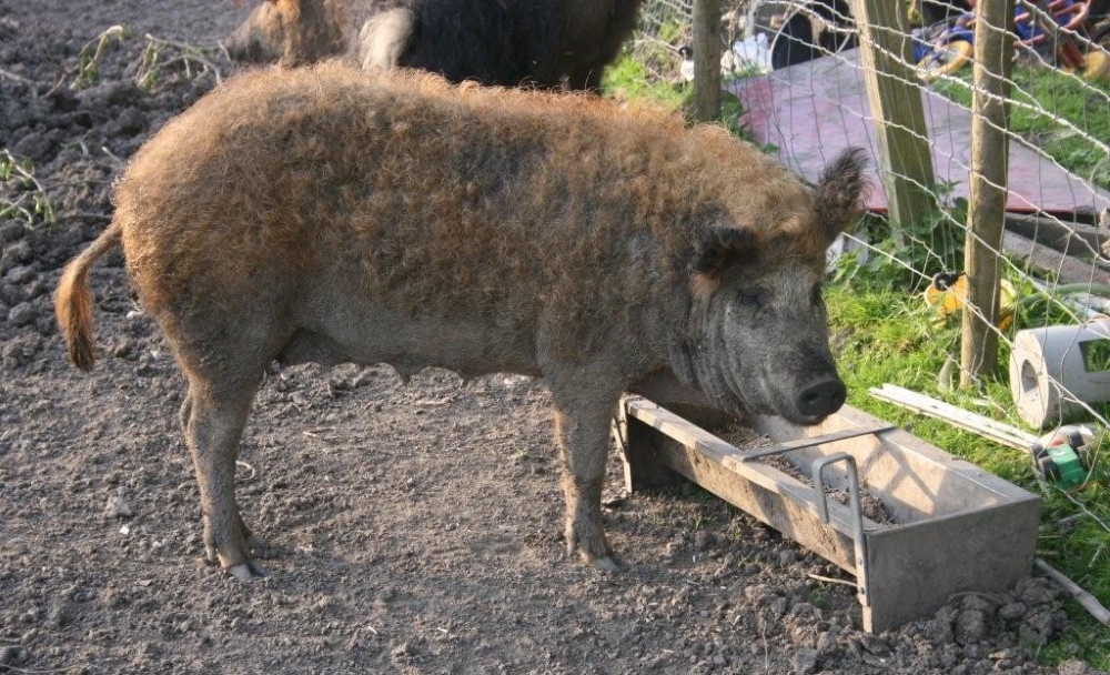 Ce porci mănâncă hrănirea rației, cum și ce să se hrănească acasă