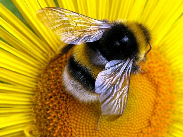 Ce să faci imediat după mușcăturile de bumblebee