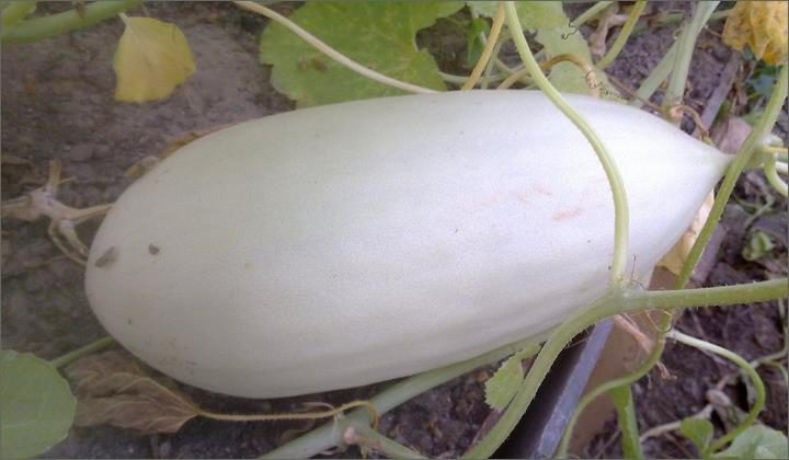 Ce este cucumelon și cum să-l crească?