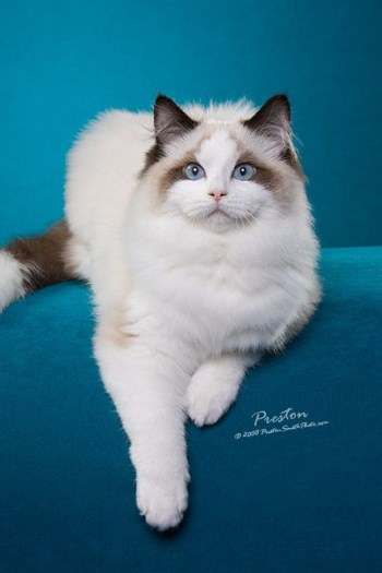 Cибирская кішка