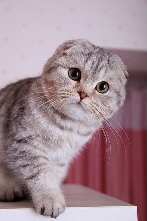 Cибирская кішка