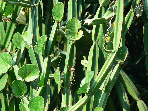 Cissus - tipuri, îngrijire și posibile dificultăți, greenhome