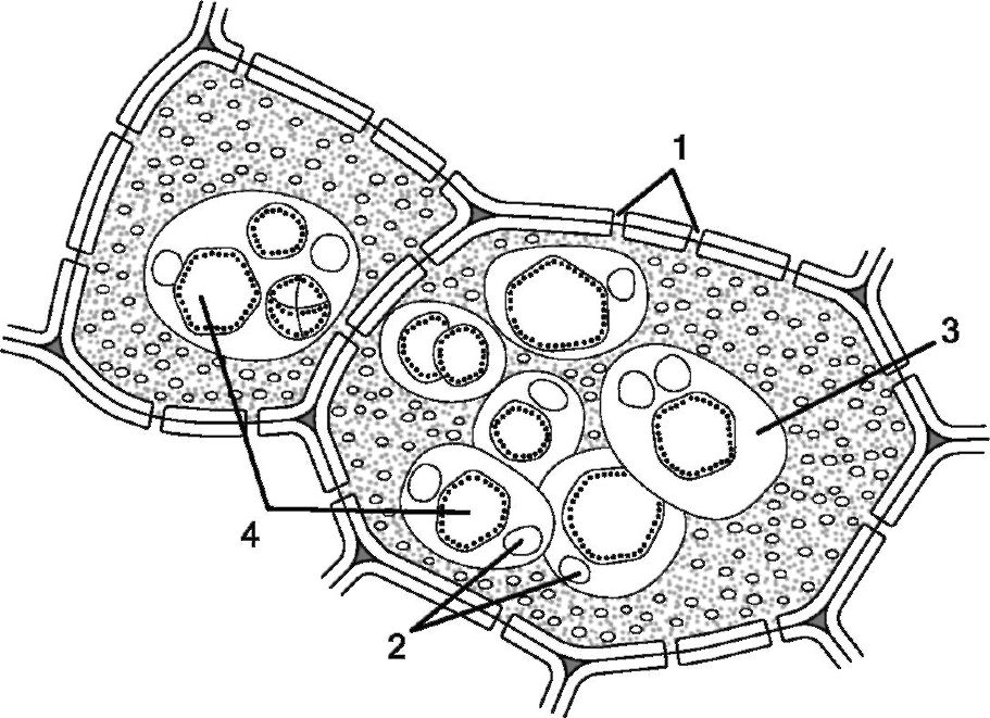 цитоплазматична мембрана