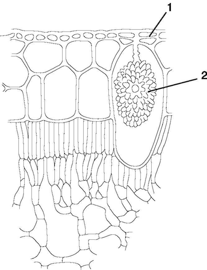 Citoplazmatikus membránon (úgynevezett sejtfal) A citoplazmatikus membránon
