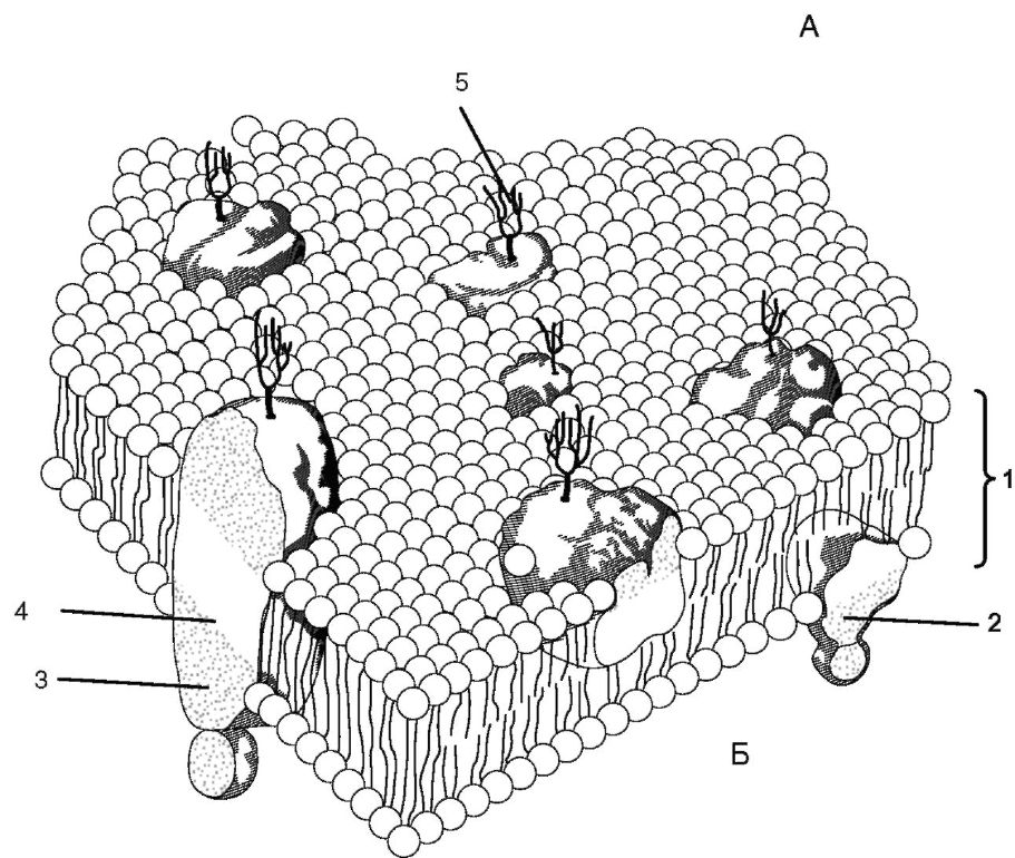 A citoplazmatikus membránon