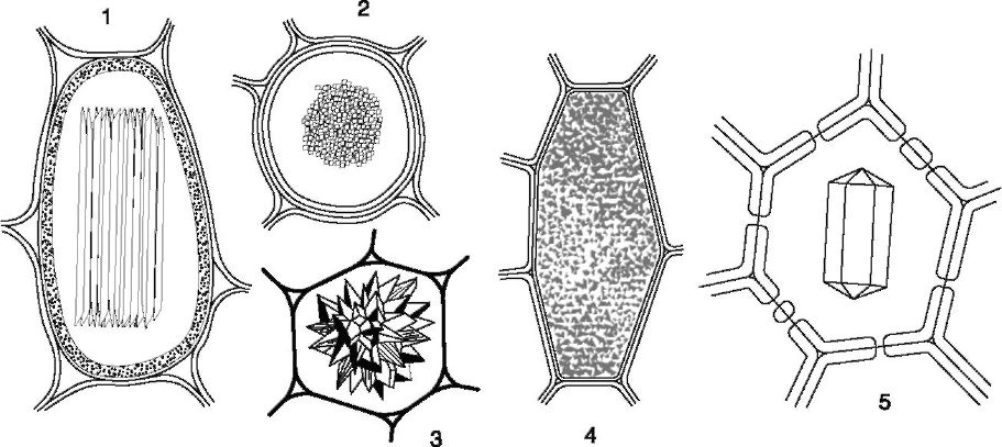 Citoplazmatikus membránon (kalcium-oxalát kristályok) A citoplazmatikus membránon