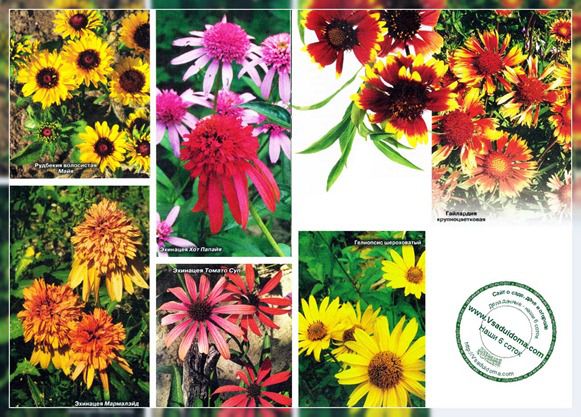 Flori înflorite în vara târziu - fotografie și descriere, site despre grădină, cabana și plante de apartament