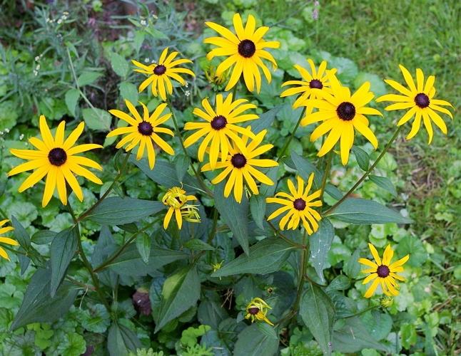 Grădina de flori din august va înfrumuseța rudbeckia celor mai bune specii