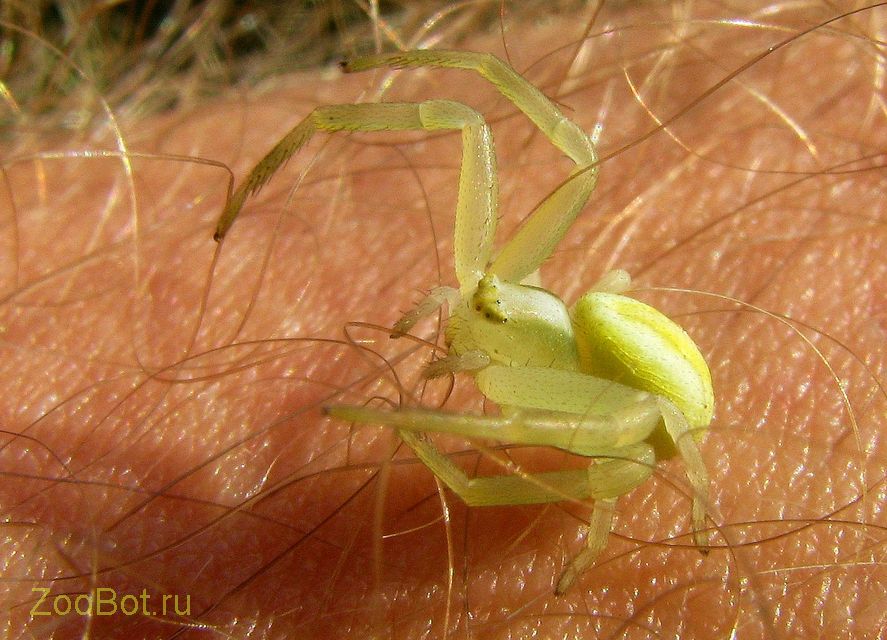 Spider galben de flori