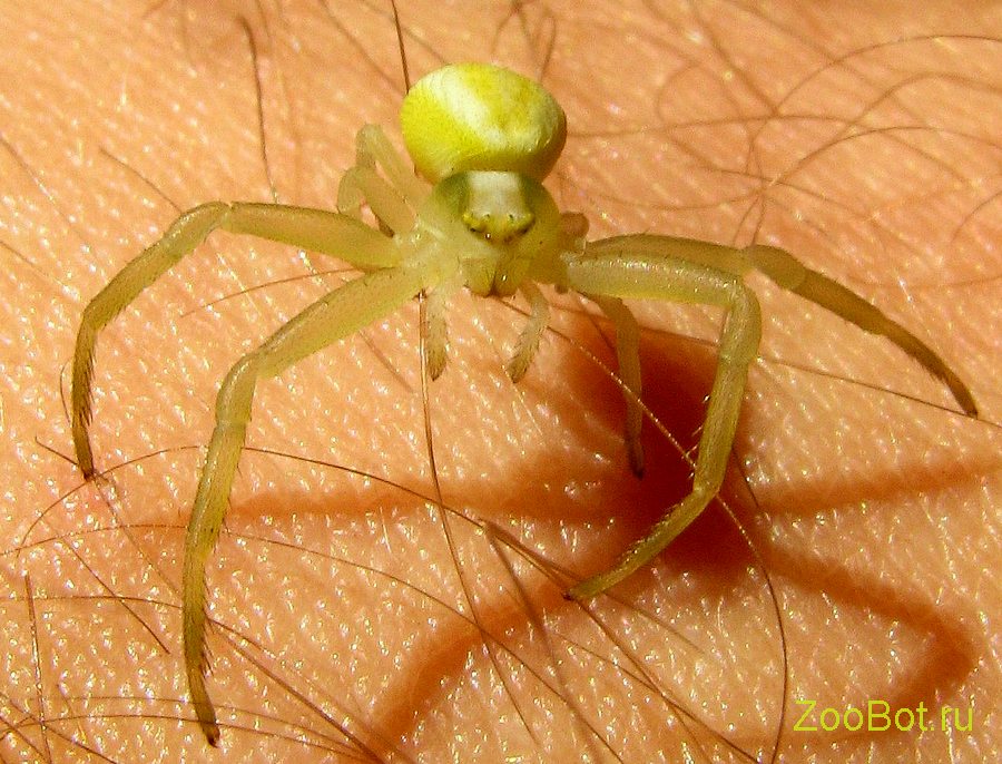 Spider galben de flori