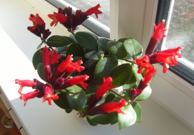 Flori eschinanthus