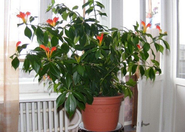 Flori eschinanthus