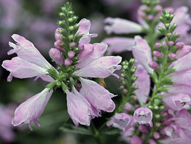 Flowostegia florilor - plantarea și îngrijirea pe teren deschis, fotografii ale phisostegiei și cultivării semințelor