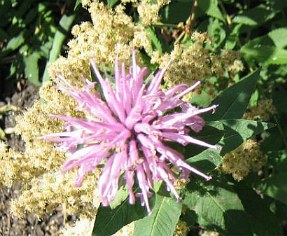 Monarch bergamot cu flori cultivate cu fotografii