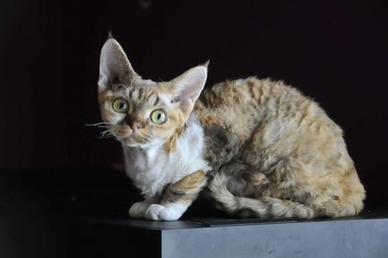 Devon Rex rasa de pisici, fotografie