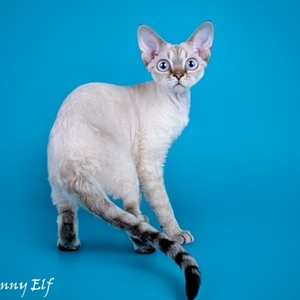 Devon Rex rasa de pisici, fotografie