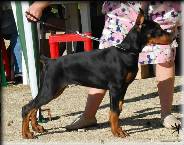 Doberman Club - Eurasia - co-gazdă - cum să pregătiți un dobermann pentru expoziție