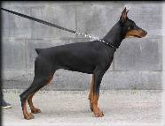 Doberman Club - Eurasia - co-gazdă - cum să pregătiți un dobermann pentru expoziție