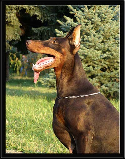 Doberman la Dog Show, articole despre câini