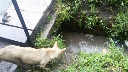 Bunătate, un câine