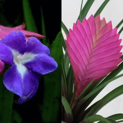 Acasă flori Tillandsia fotografie, îngrijire la creșterea în condiții de cameră