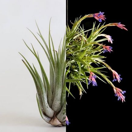 Acasă flori Tillandsia fotografie, îngrijire la creșterea în condiții de cameră