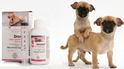 Drontal Plus kutyák, tabletták férgek használati utasítás és visszajelzés