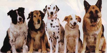 Drontal Plus kutyák, tabletták férgek használati utasítás és visszajelzés