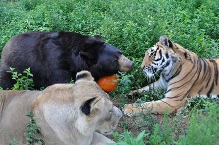 Prietenie, care nu poate fi cea mai neobișnuită pereche de prieteni din lumea animalelor