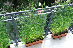 Édes borsó az erkélyen ültetés és gondoskodó növények