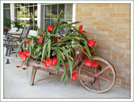 Epiphyllum (Epiphyllum)