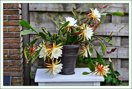 Epiphyllum (Epiphyllum)