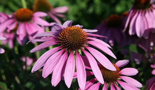 Echinacea cu beneficii de herpes și aplicare de prescripție