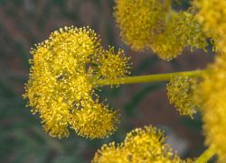 Ferula Junggar - gyógyító tulajdonságait