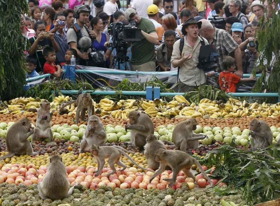 Monkey Festival în Thailanda