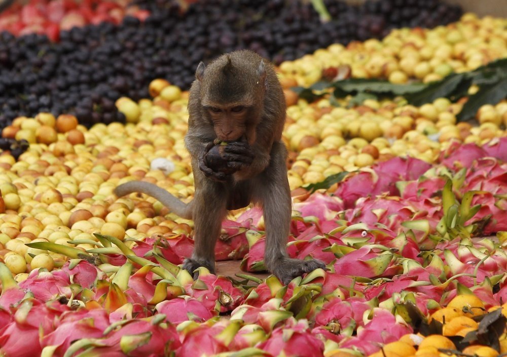 Monkey Festival în Thailanda