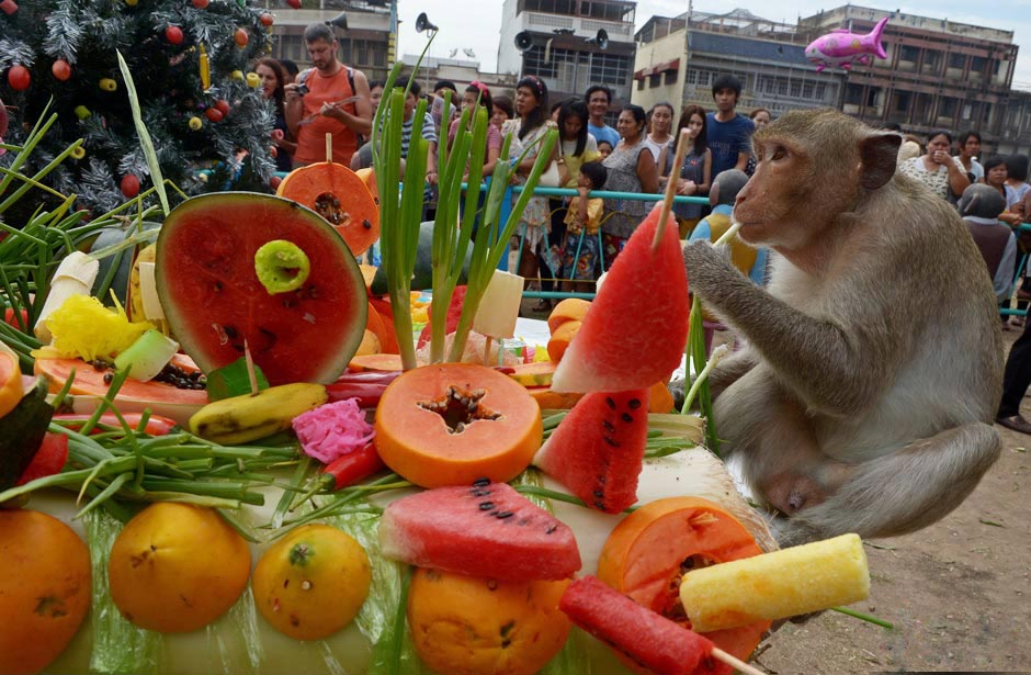 Monkey Festival în Thailanda