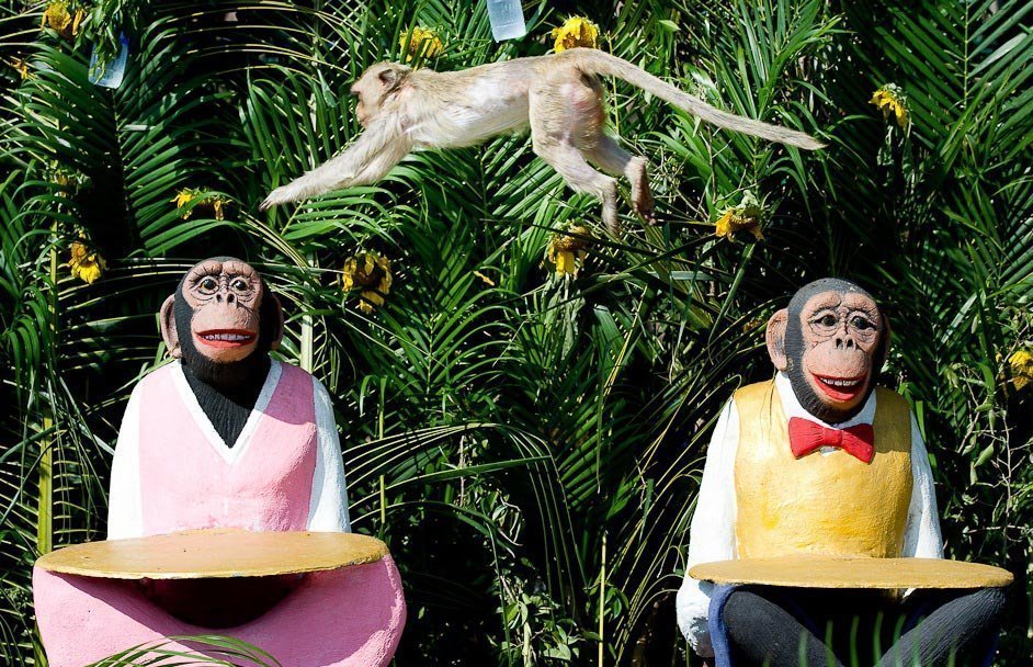 Monkey Festival în Thailanda