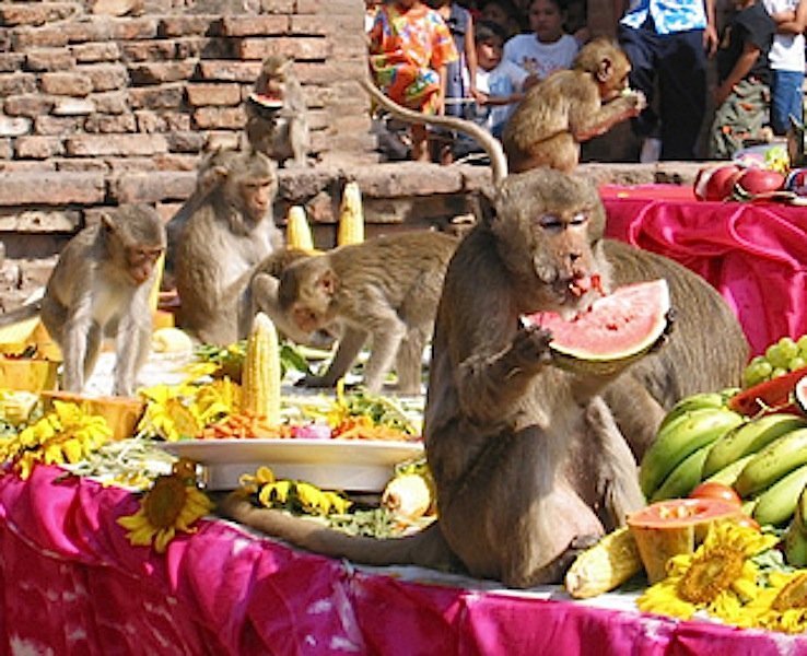 Monkey Fesztivál Thaiföldön