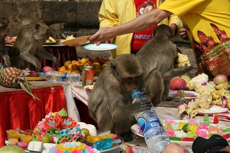 Monkey Festival în Thailanda