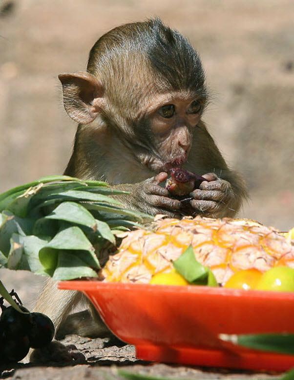 Monkey Festival în Thailanda