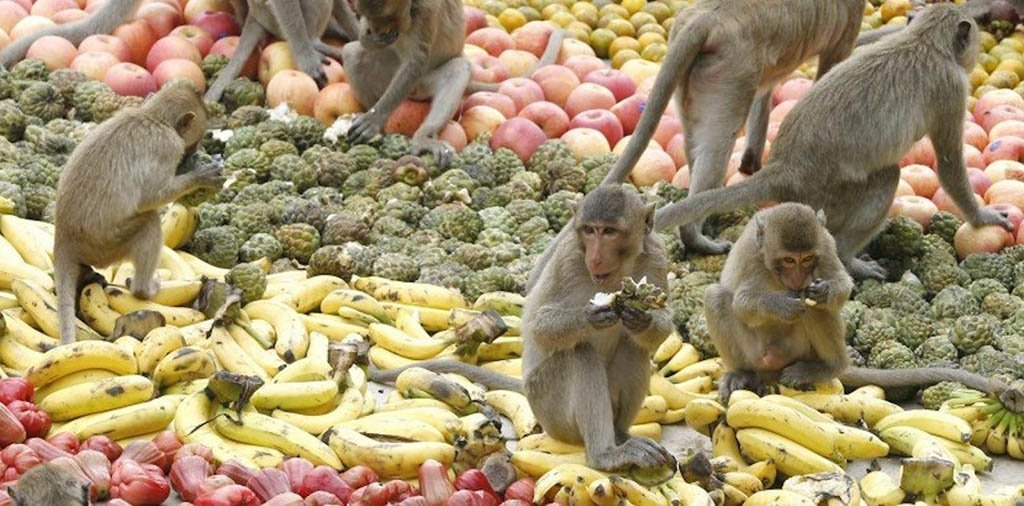 Monkey Festival în Thailanda