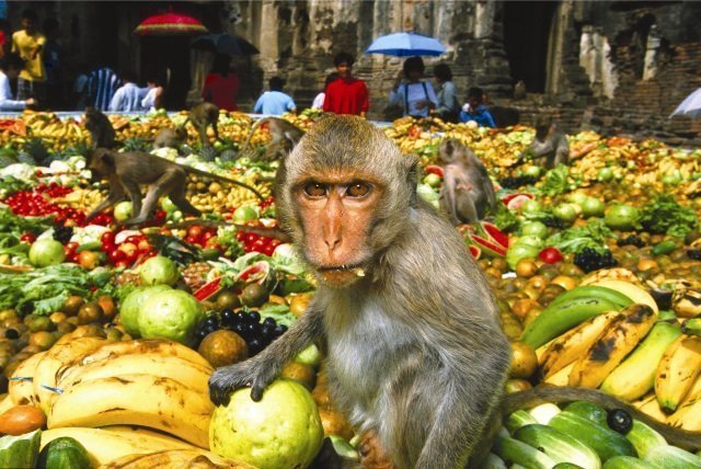 Monkey Festival în Thailanda