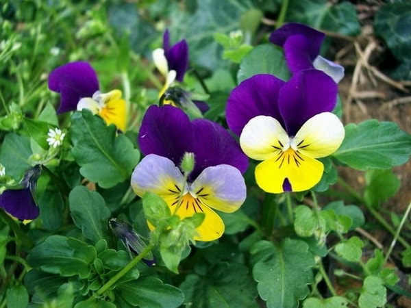 Viola tricolor gyógyszer tulajdonságait és ellenjavallatok leírás utazás a természet világa