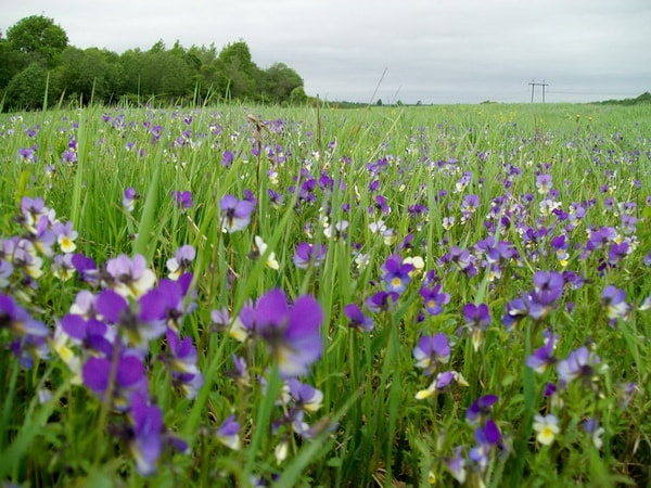 Viola tricolor gyógyszer tulajdonságait és ellenjavallatok leírás utazás a természet világa