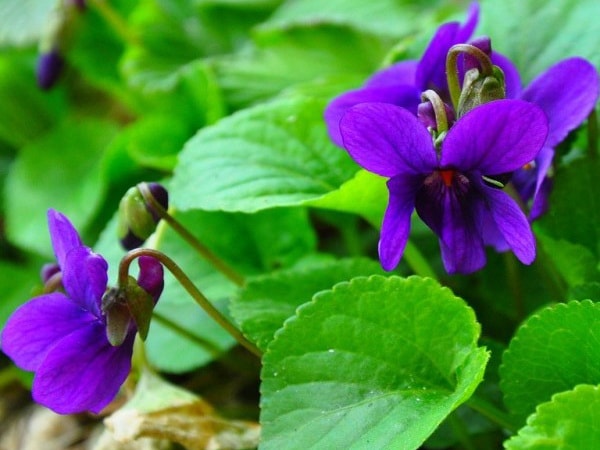 Viola tricolor gyógyszer tulajdonságait és ellenjavallatok leírás utazás a természet világa