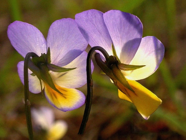 Viola tricolor gyógyszer tulajdonságait és ellenjavallatok leírás utazás a természet világa