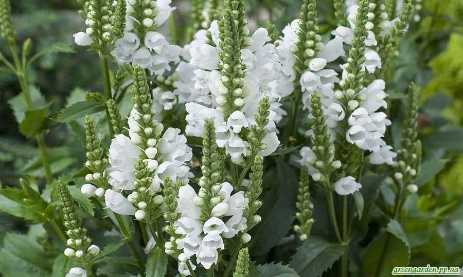 Fizostegia virgină, grădină verde