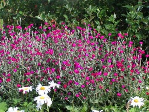 Fizostegia virgină, grădină verde