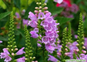 Fizostegia virgină, grădină verde